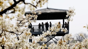 河北肃宁：万亩梨花呈盛景 八方游客沐春光