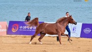 唐山迁安：13 匹良驹驰骋国际赛场 斩获三金一银五铜